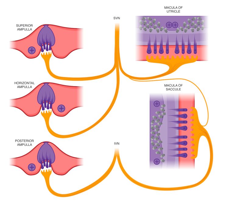 Screen Shot 2018-03-25 at 3.04.34 PM